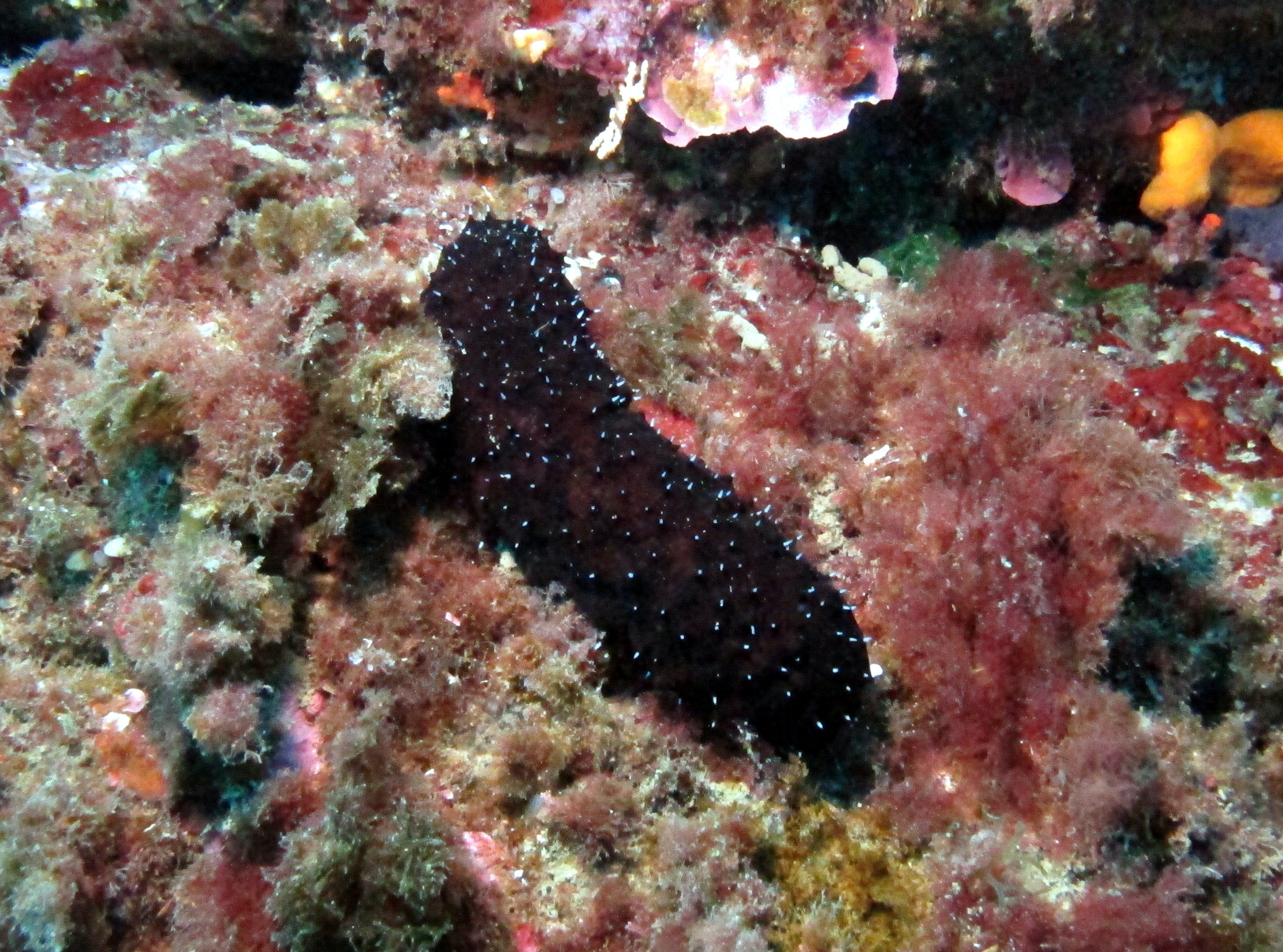 Black sea cucumber - Institut océanographique Paul Ricard