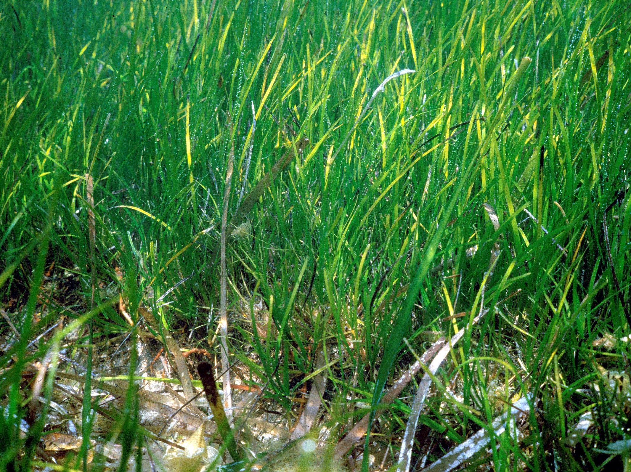 Zostera seagrass beds - Institut océanographique Paul Ricard