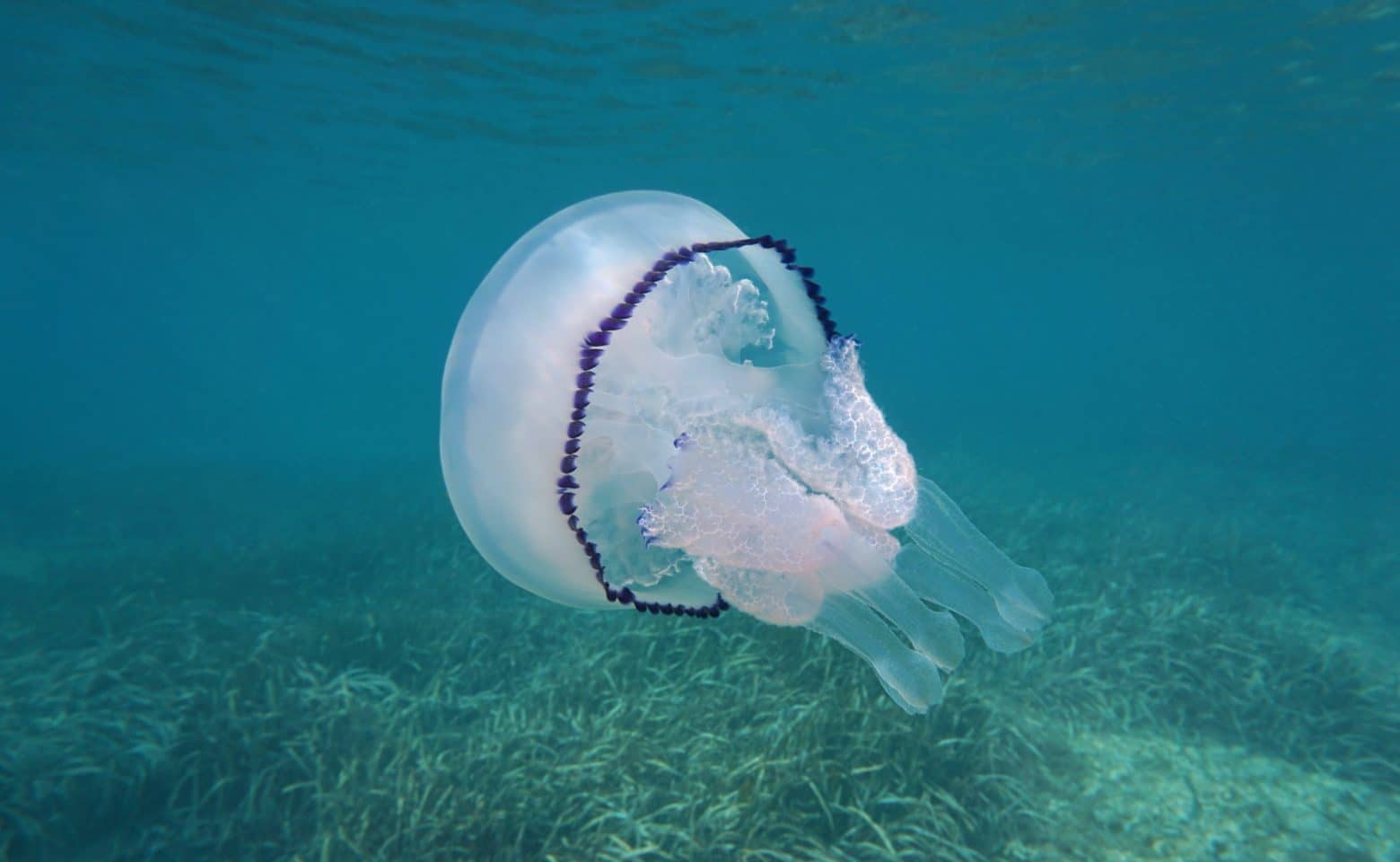 Dustbin-lid jellyfish – Institut océanographique Paul Ricard